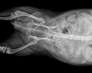 犬髖關節發育不良
