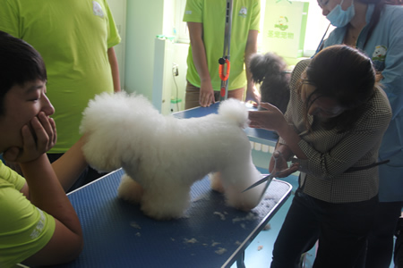 比熊犬美容講解