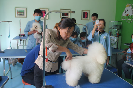 比熊犬美容講解