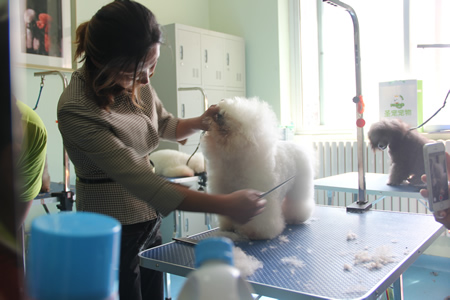 比熊犬美容講解