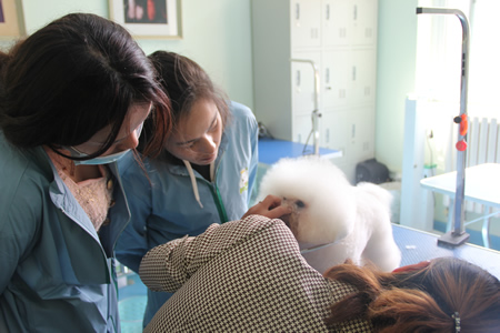 比熊犬美容講解
