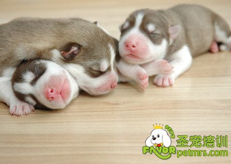 哈士奇幼犬