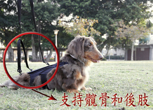犬背痛