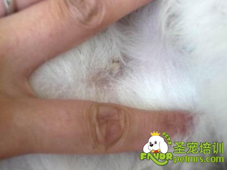 寵物狗螨蟲疾病
