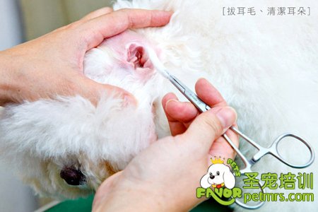 給狗狗拔耳毛