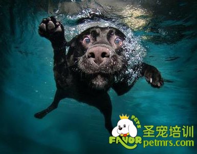 教狗狗學(xué)會游泳