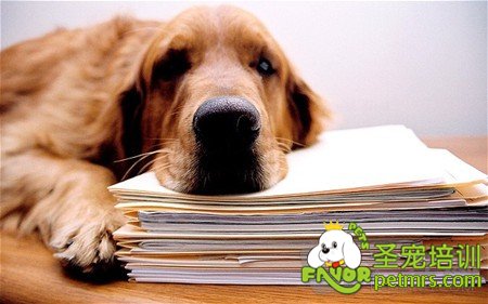 可卡犬