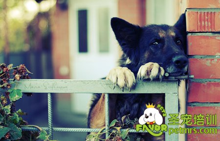 德國牧羊犬