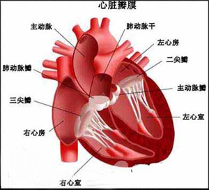 心臟疾病
