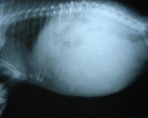 犬腹水