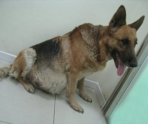 犬腹水