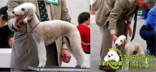 歐洲式修剪