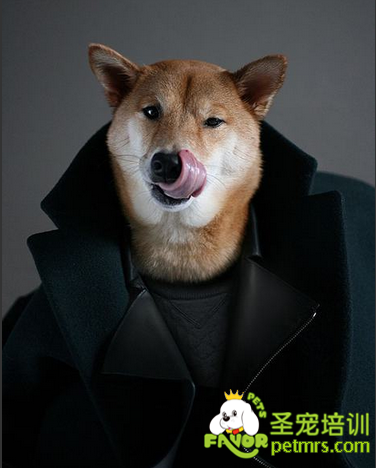 寵物狗成男裝模特