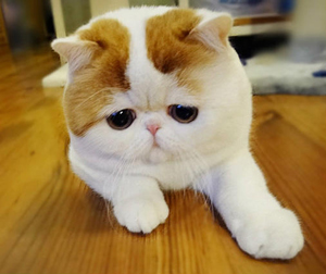 異國貓