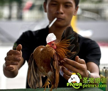 寵物雞