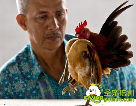 寵物雞
