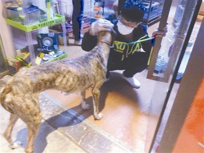 寵物店內骨瘦如柴的寵物狗