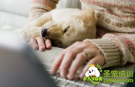 寵物狗