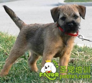  伯德梗