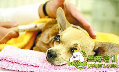 給狗狗看病