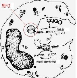 小腦皮層活力缺失