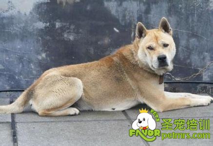 土獵犬