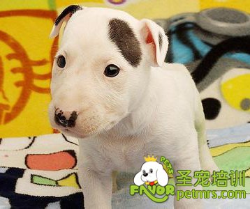 牛頭梗幼犬