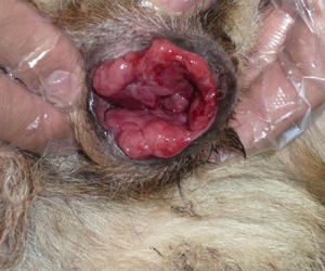 犬傳染性性病腫瘤