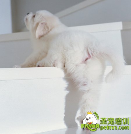 狗狗爬樓梯