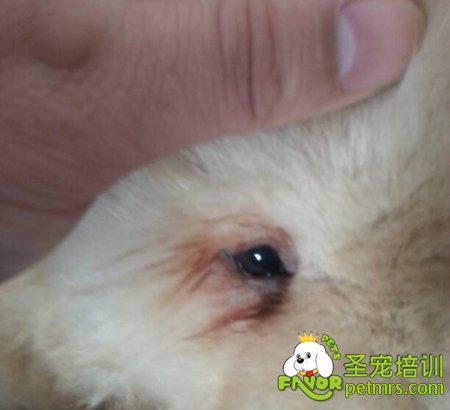 狗狗淚痕