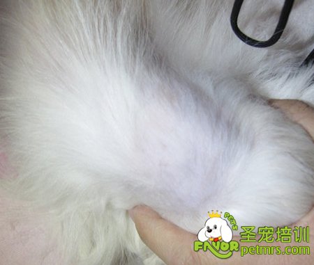 狗狗脫毛掉毛癥狀