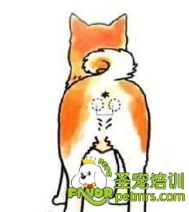 狗狗肛門腺