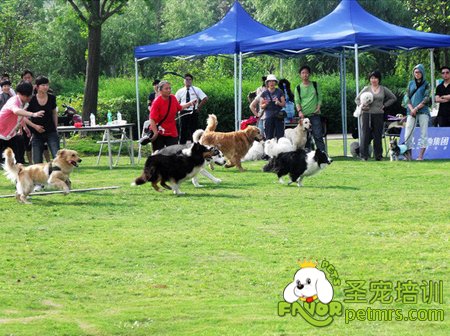 牧羊犬