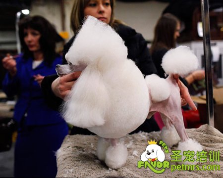 西敏寺犬展