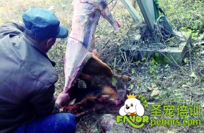殺狗人