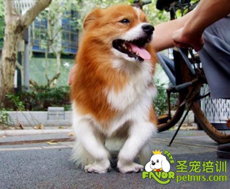 狗狗內八字