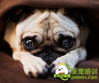 巴哥犬