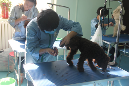 曹梅杰貴賓犬護理練習