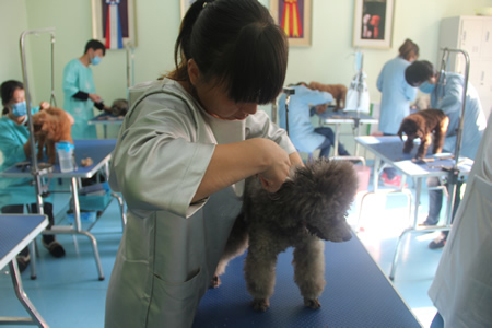 徐仙鋒貴賓犬練習(xí)課堂
