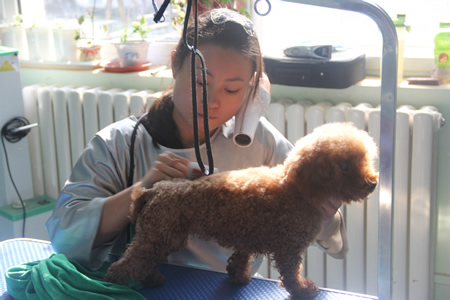馬劉森貴賓犬練習課堂