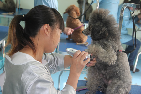 徐仙鋒貴賓犬護(hù)理練習(xí)課堂