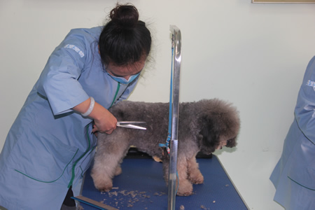 尚麗丹貴賓犬練習(xí)課堂