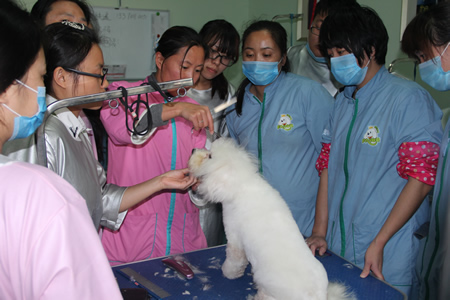 金春梅老師在給學(xué)員們講解貴賓犬美容手法
