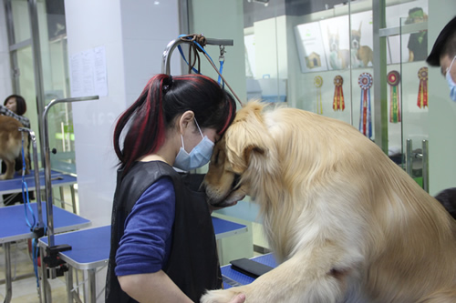 圣寵學員朱曉璇與金毛犬合影