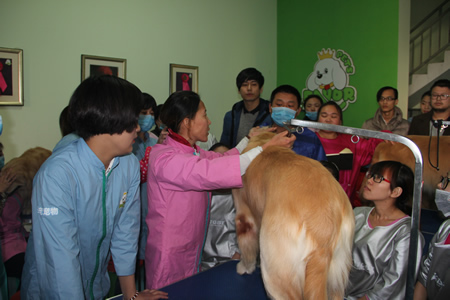 圣寵寵物第13期金毛犬美容講解