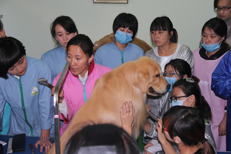 圣寵寵物第13期金毛犬美容講解