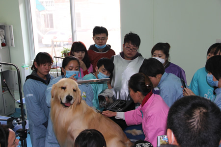圣寵寵物第13期金毛犬美容講解