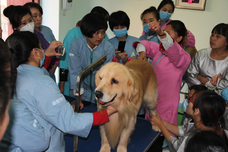 圣寵寵物第13期金毛犬美容講解