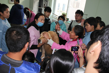 圣寵寵物第13期金毛犬美容講解