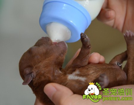 給幼犬喂奶